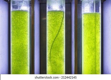 Photobioreactor In Algae Fuel Biofuel Industry