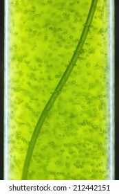 Photobioreactor In Algae Fuel Biofuel Industry