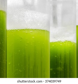 Photobioreactor In Algae Fuel Biofuel Industry.