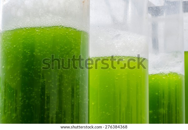 Photobioreactor in Algae\
fuel biofuel\
industry