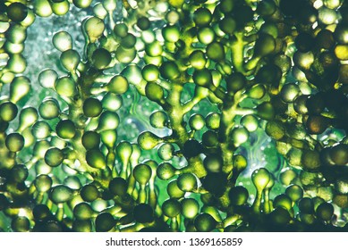 Photobioreactor In Lab Algae Fuel Biofuel Industry. Algae Fuel