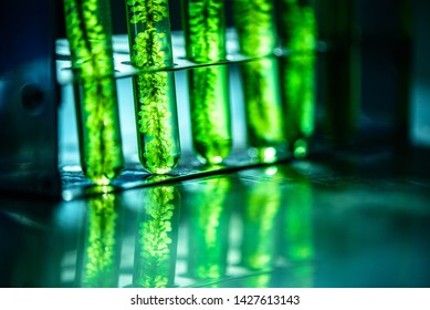 Photobioreactor In Lab Algae Fuel Biofuel Industry. Algae Fuel O