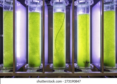 Photobioreactor In Lab Algae Fuel Biofuel Industry. Algae Fuel O