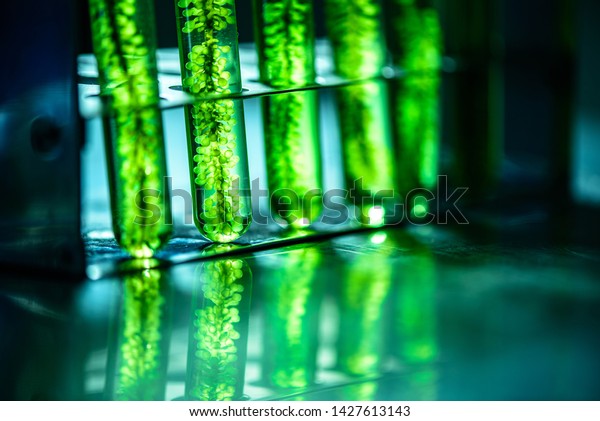 Photobioreactor in lab algae fuel biofuel industry.\
Algae fuel o