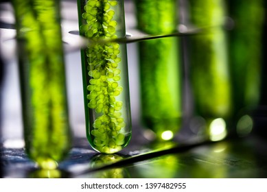 Photobioreactor in laboratory, algae fuel biofuel industry, plant treatment research in industrial laboratories for virus protection vaccine, coronavirus COVID-19 medicine protection concept