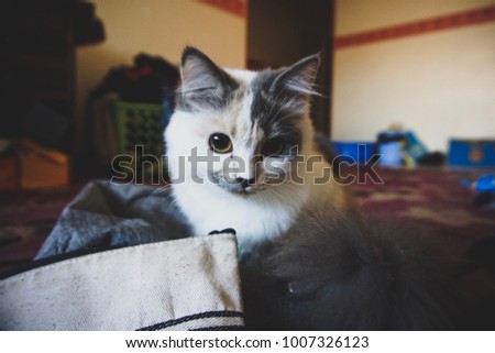 The photogenic cat | Muchys Zdjęcia stock © 