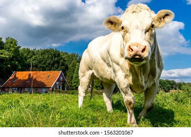 Photogenic cows in a dutch farmer landscape