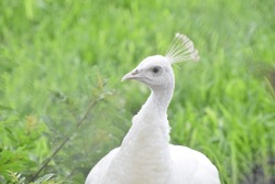 Photograph Of An Albino Peacock Staring At The Camera Taken In The Park Of Lima Legends