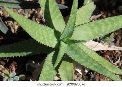 Photograph Of Aloe Plant Taken From Above Looking Down Onto Leaves. Full Color Picture.