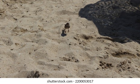 Photograph Of A Baby Sparrow Playing On Yellow Sea Sand