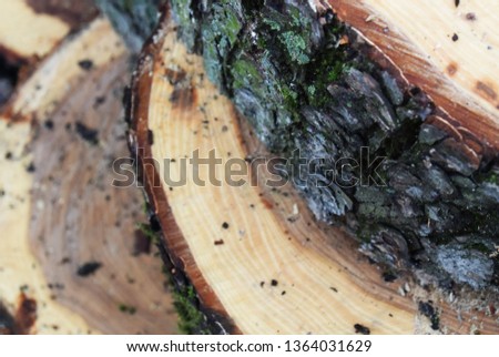 Image, Stock Photo wood Environment Nature