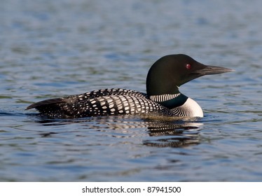 Photograph of a beautiful common loon floating on the waters of a remote northwoods lake in northern Wisconsin.