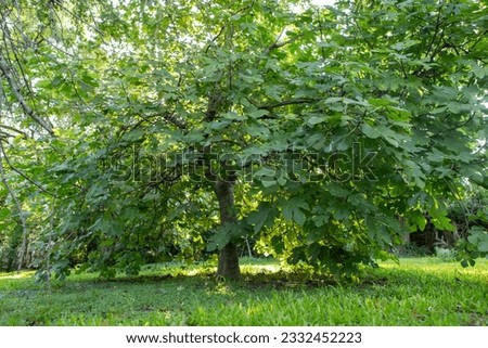 photograph of beautiful and large fig tree. Ficus carica
