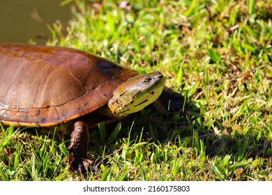 23,898 Turtles lake Images, Stock Photos & Vectors | Shutterstock