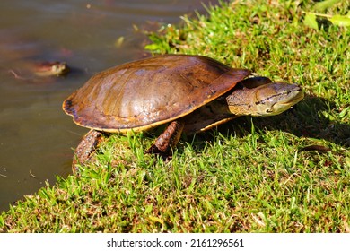 23,898 Turtles lake Images, Stock Photos & Vectors | Shutterstock