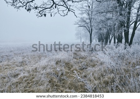 A photograph of the beginning of winter. The trees and ground are covered in white frost, and a light fog drifts over them.