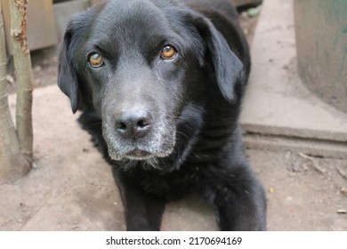 Photograph Of A Black Labrador Retriever. Old Labrador In Close-up. Black Dog Face, Profile, Eyes, Ears, Nose. Pet Portrait In The Garden. Photography In Daylight. People's Best Friend. Soft Hair.