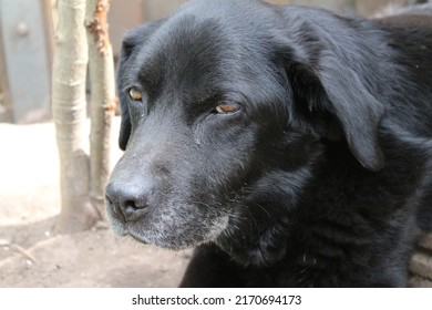 Photograph Of A Black Labrador Retriever. Old Labrador In Close-up. Black Dog Face, Profile, Eyes, Ears, Nose. Pet Portrait In The Garden. Photography In Daylight. People's Best Friend. Soft Hair.