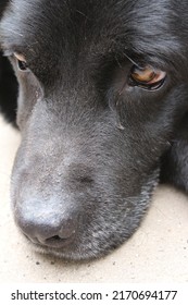 Photograph Of A Black Labrador Retriever. Old Labrador In Close-up. Black Dog Face, Profile, Eyes, Ears, Nose. Pet Portrait In The Garden. Photography In Daylight. People's Best Friend. Soft Hair.