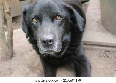 Photograph Of A Black Labrador Retriever. Old Labrador In Close-up. Black Dog Face, Profile, Eyes, Ears, Nose. Pet Portrait In The Garden. Photography In Daylight. People's Best Friend. Soft Hair.