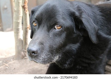 Photograph Of A Black Labrador Retriever. Old Labrador In Close-up. Black Dog Face, Profile, Eyes, Ears, Nose. Pet Portrait In The Garden. Photography In Daylight. People's Best Friend. Soft Hair.