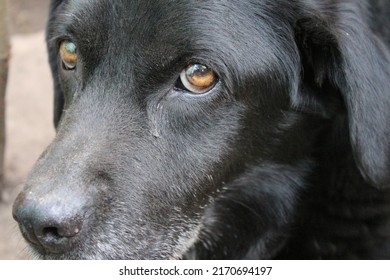 Photograph Of A Black Labrador Retriever. Old Labrador In Close-up. Black Dog Face, Profile, Eyes, Ears, Nose. Pet Portrait In The Garden. Photography In Daylight. People's Best Friend. Soft Hair.