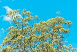 Photograph Of The Branches And Leaves At The Top Of A Tall Gum Tree Against A Bright Blue Sky In The Blue Mountains In New South Wales In Australia