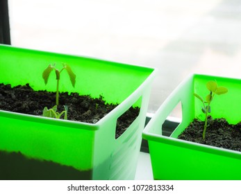 Planter Box Images Stock Photos Vectors Shutterstock