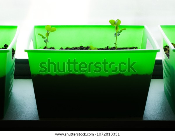 Photograph Bright Neon Green Indoor Window Stock Photo Edit Now