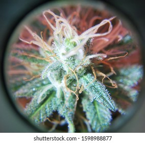 Photograph Of Cannabis Plant In It's Blooming Phase, Shot Through A Jeweler's Loupe.