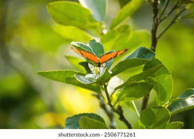 The photograph captures a beautiful orange butterfly resting gently on a white lemon blossom. - Powered by Shutterstock