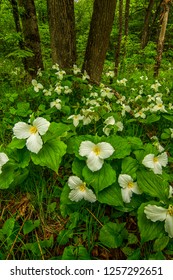 Photograph capturing the beauty of the Wisconsin northwoods with Large Flowering Trillium blooming in profusion beneath the canopy of deciduous trees.