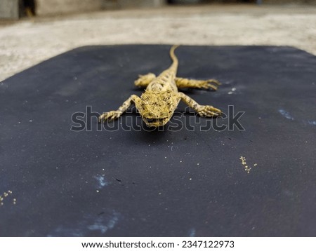 Photograph of close up reptile carcasses on isolated black background. Fit for design elements, animal or pet care, anatomy eduation, science etc.