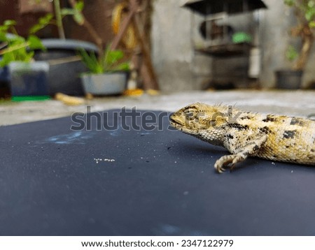 Photograph of close up reptile carcasses on isolated black background. Fit for design elements, animal or pet care, anatomy eduation, science etc.