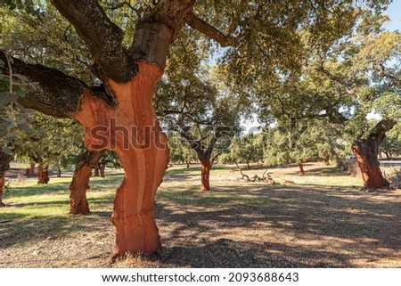 Photograph of cork (Quercus Suber) in Spain. The bark is harvested to make wine bottle corks Foto stock © 