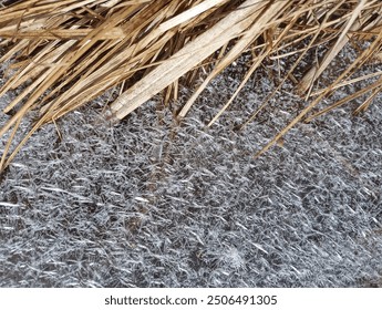 Una fotografía cattails muertos