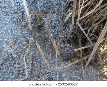 Una fotografía cattails muertos