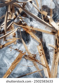 Una fotografía cattails muertos