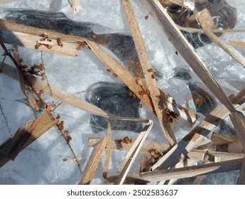 Una fotografía cattails muertos