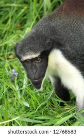 Photograph Of A Diana Monkey (Guenon)