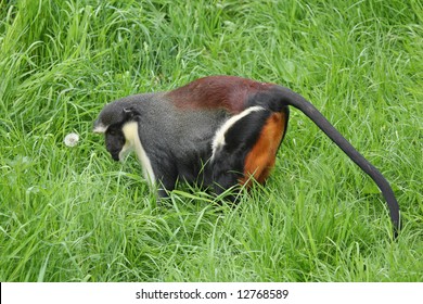 Photograph Of A Diana Monkey (Guenon)