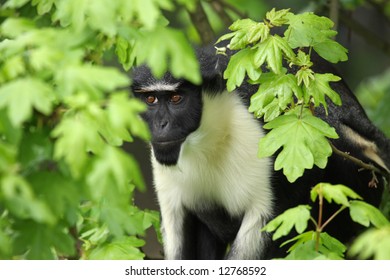 Photograph Of A Diana Monkey (Guenon)