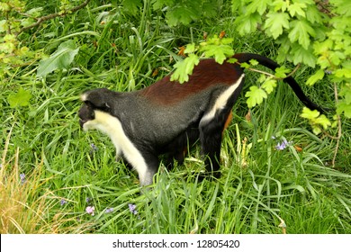 Photograph Of A Diana Monkey (Guenon)