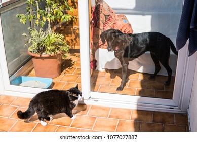 Photograph Of A Dog Looking At A Cat From The Terrace Door.