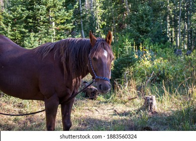 Photograph of a domesticated brown horse standing in the forest in the late afternoon.