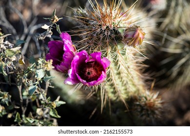 Photograph Of A Englemann's Hedgehog Cactus Bloom Taken In The Sonoran Desert In Arizona.