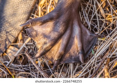 Fotografía del castor europeo (fibra de castor) detrás de la pierna. Paseos para nadar, potentes garras para reventar, y una cola simple y plana para bucear. Mamífero acuático zoológico