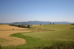 Photograph Of Farm Fields And Round Hay Bales Ready For Harvest In The Southwick Area Off Cedar Ridge Road In Clearwater County Idaho