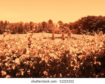 Photograph Featuring A Vineyard At Lindenderry (Red Hill, Mornington Peninsula, Australia).