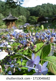 Photograph Of A Flower Field At The Morning Calm Arboretum In Gapyeong County, Korea.